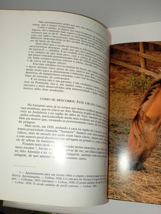 Cavalo Lusitano - O Filho do Vento