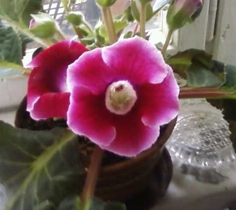 Цветущая глоксиния