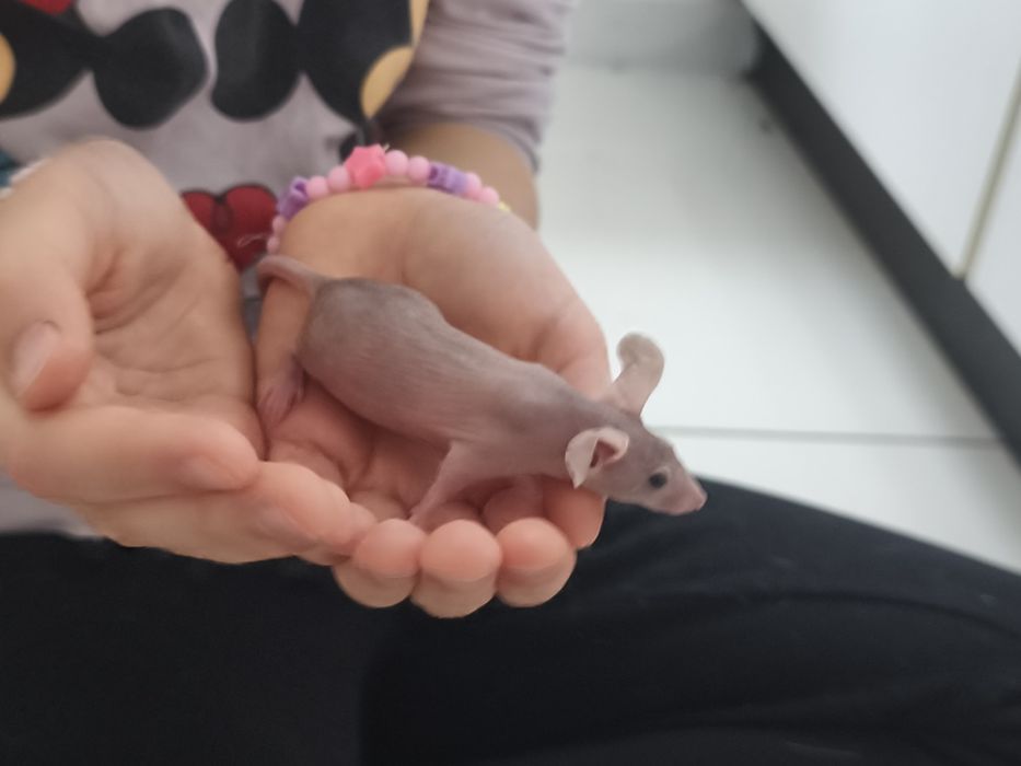 Mysz, myszka rasowa, myszy, myszki rasowe, bezwłose samiczki