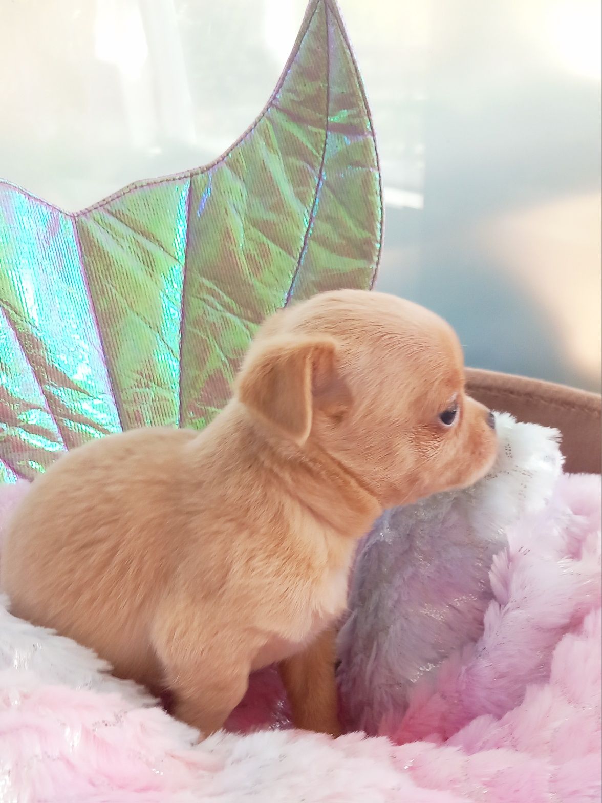 Cudowna suczka chihuahua