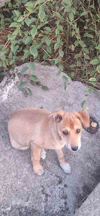 Щенок ищет семью. Собака даром. Пёс. Щенки. Бесплатно