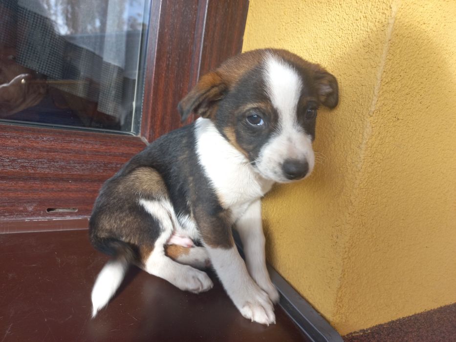 Oddam pieska kundelka