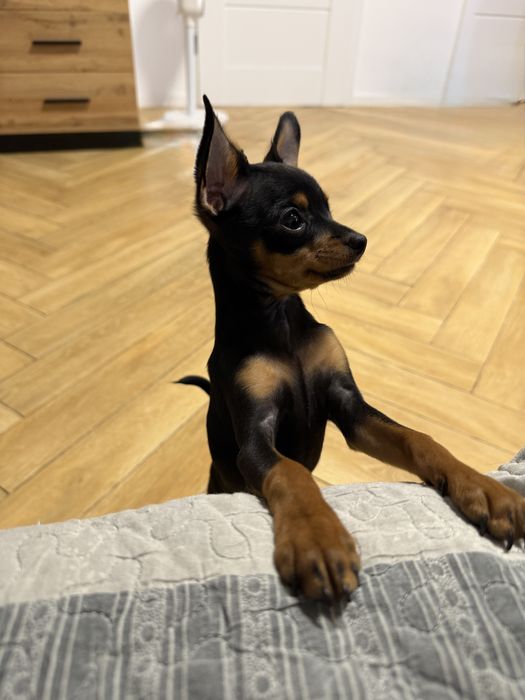 Dziewczynka Toy Rosyjski krótkowłosy FCI „ratlerek”
