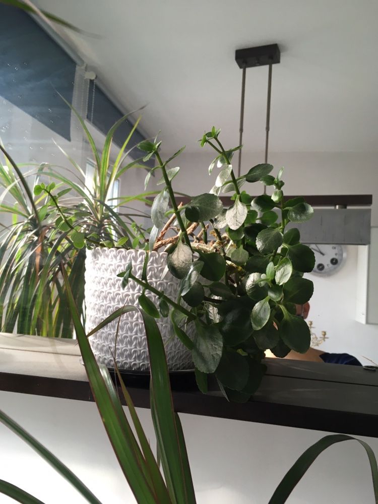 Kwiaty doniczkowe palma dracena i benjaminek