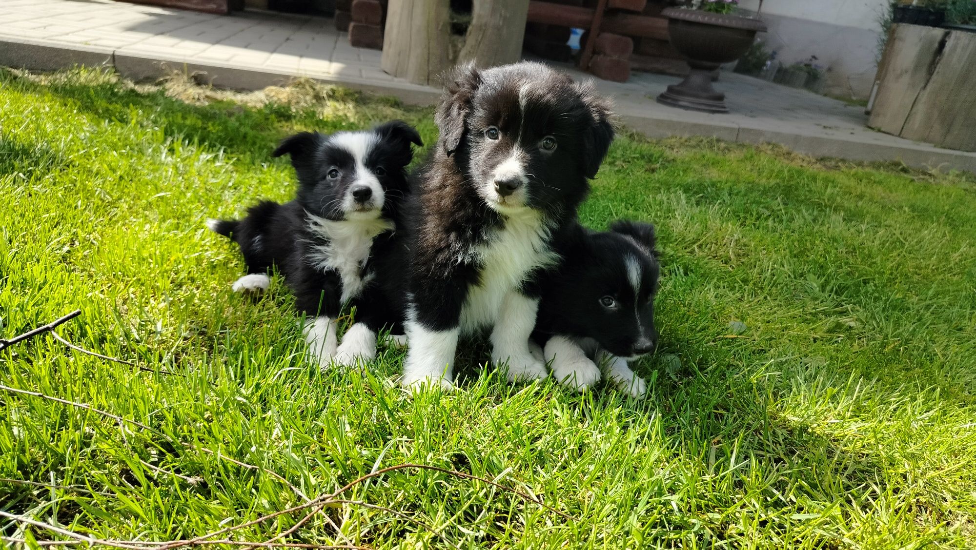 Śliczne szczenię Border Collie.