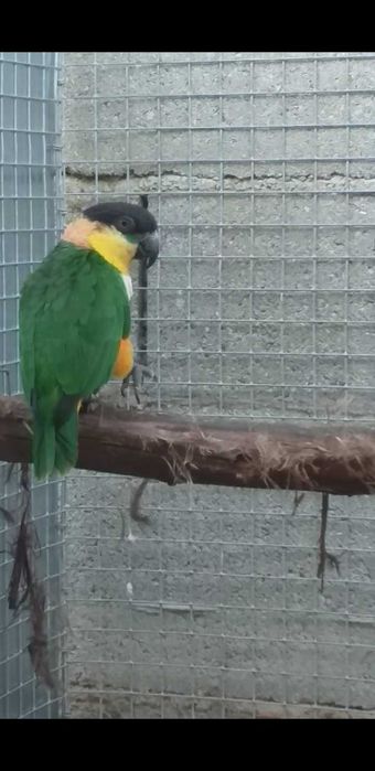 Casal de Marianinhas