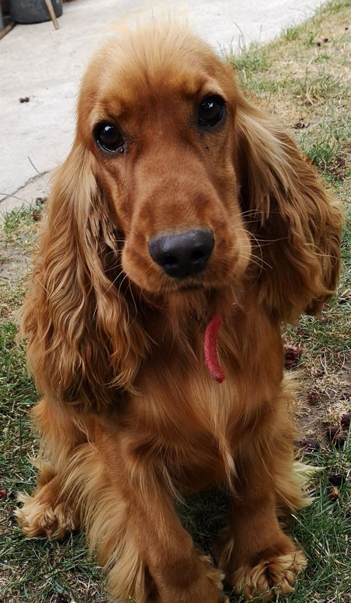 Sprzedam Cocker spaniel