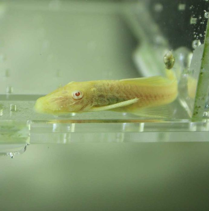 Ancistrus albinos