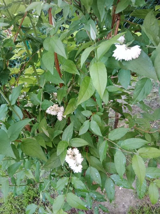 Jaśmin o drobnych  pełnych kwiatach