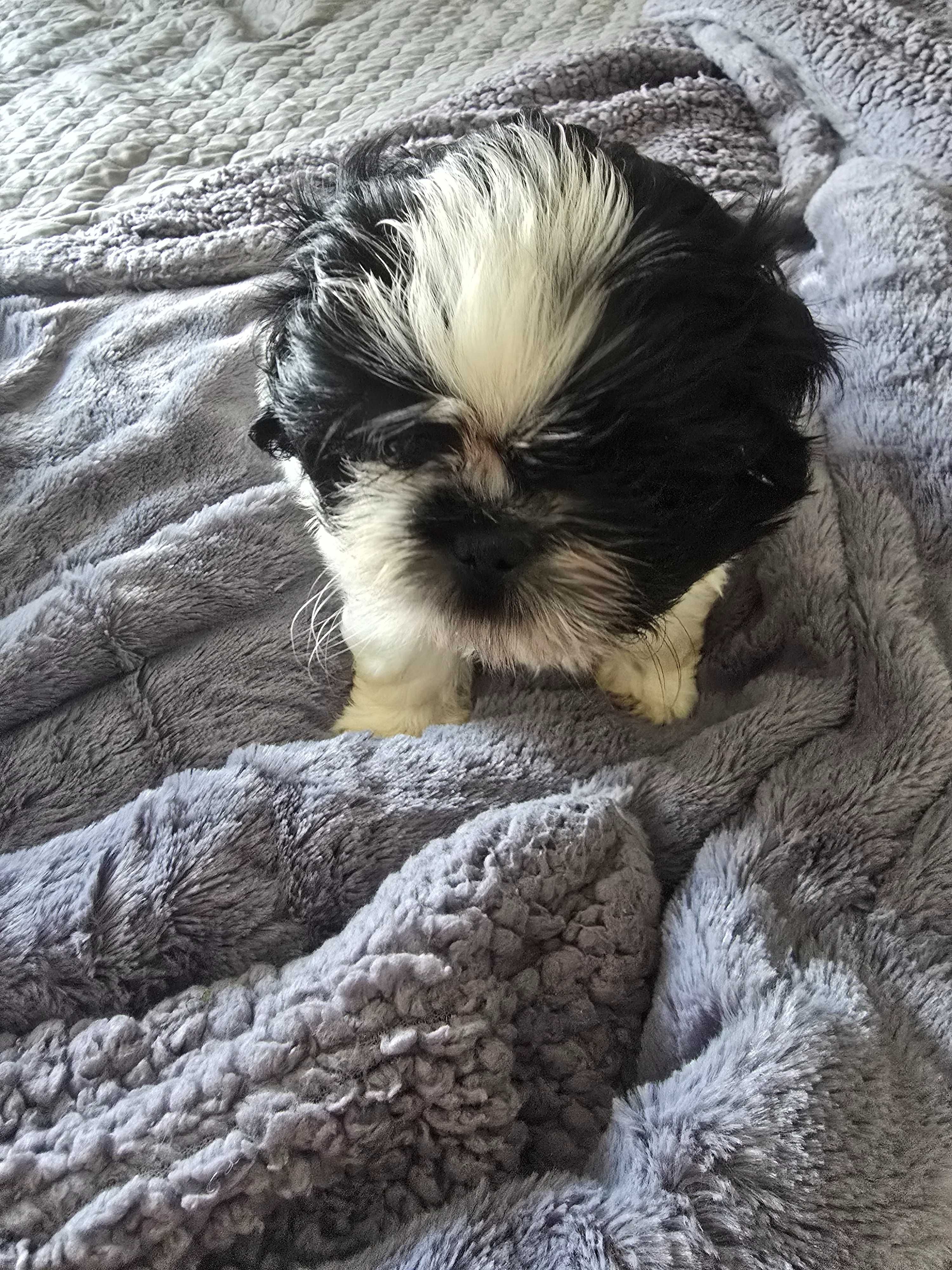 Szczenieta shih tzu