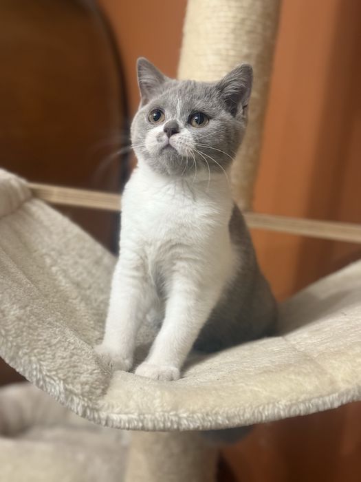 Kotka Brytyjska Liliowa Bicolor Koteczka Do Odbioru