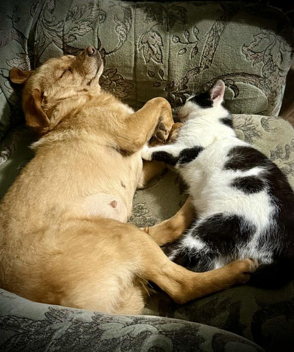 Oddam za darmo, do adopcji, śliczna Misia szuka domu