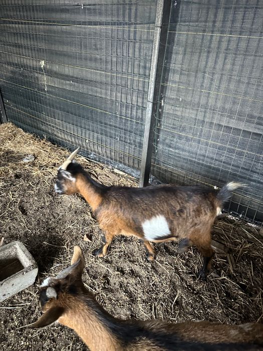 Vendo cabrita anã femea (3 anos) . Aceito troca por macho.