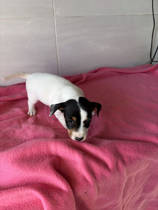 Jack rusell terrier femea