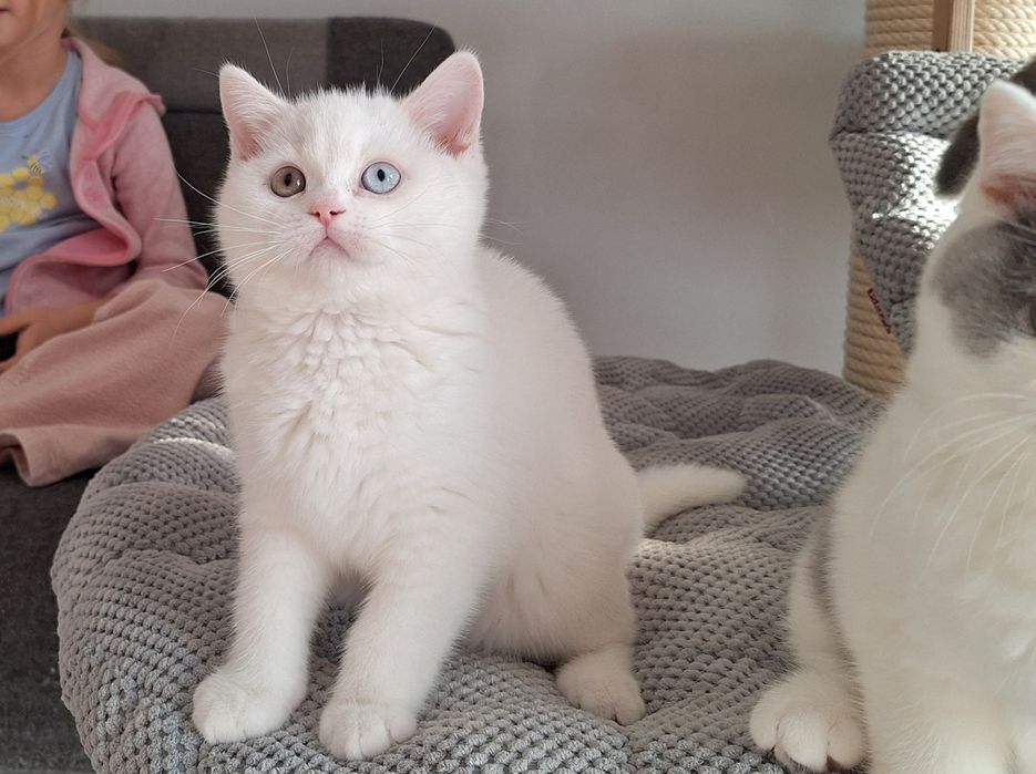 Kocurek Brytyjski Biały Odd Eye Rodowód  WCF