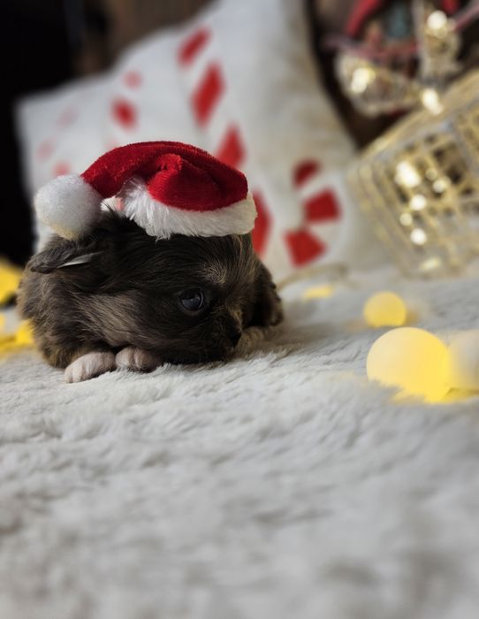 Chihuahua śliczna niebieska suczka