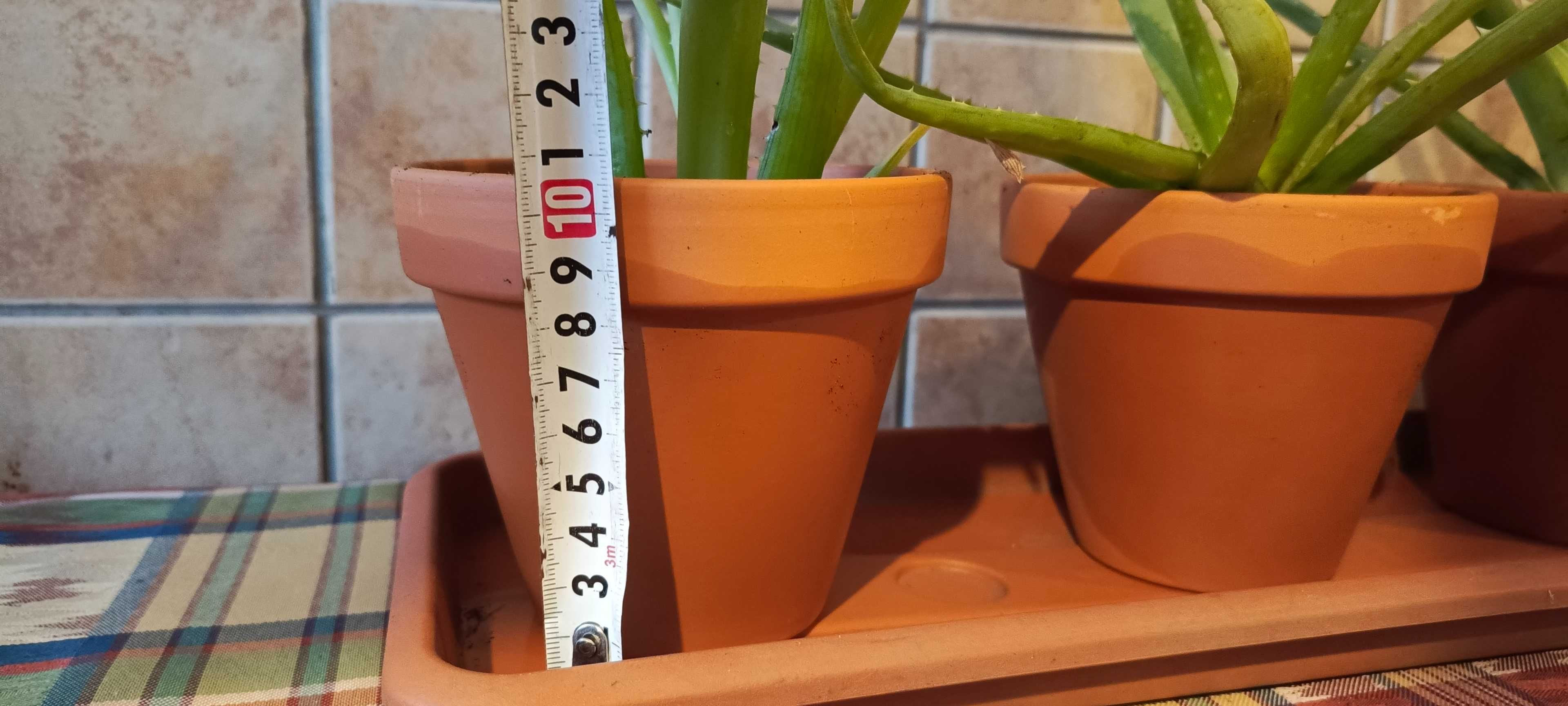 Aloes Vera w Ceramicznej Doniczce