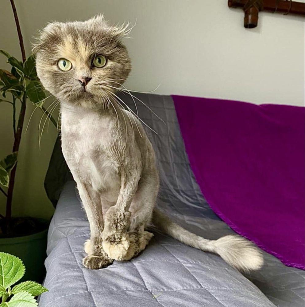 Котики шукають родину