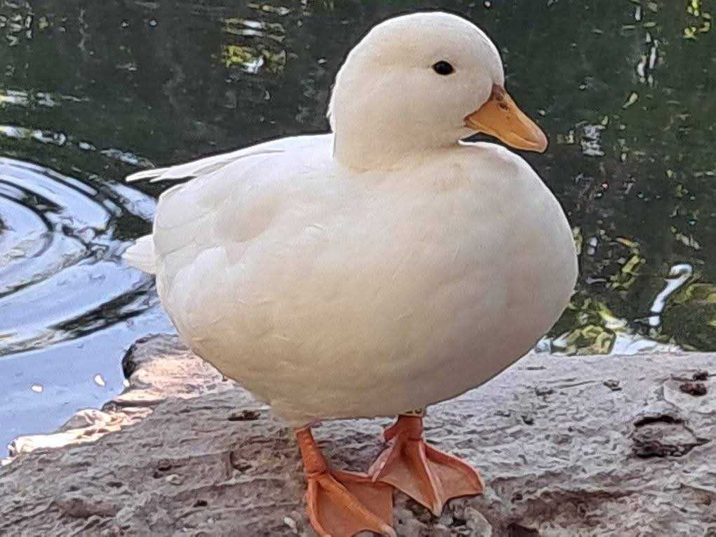 Casais call duck. Brancos ou silver