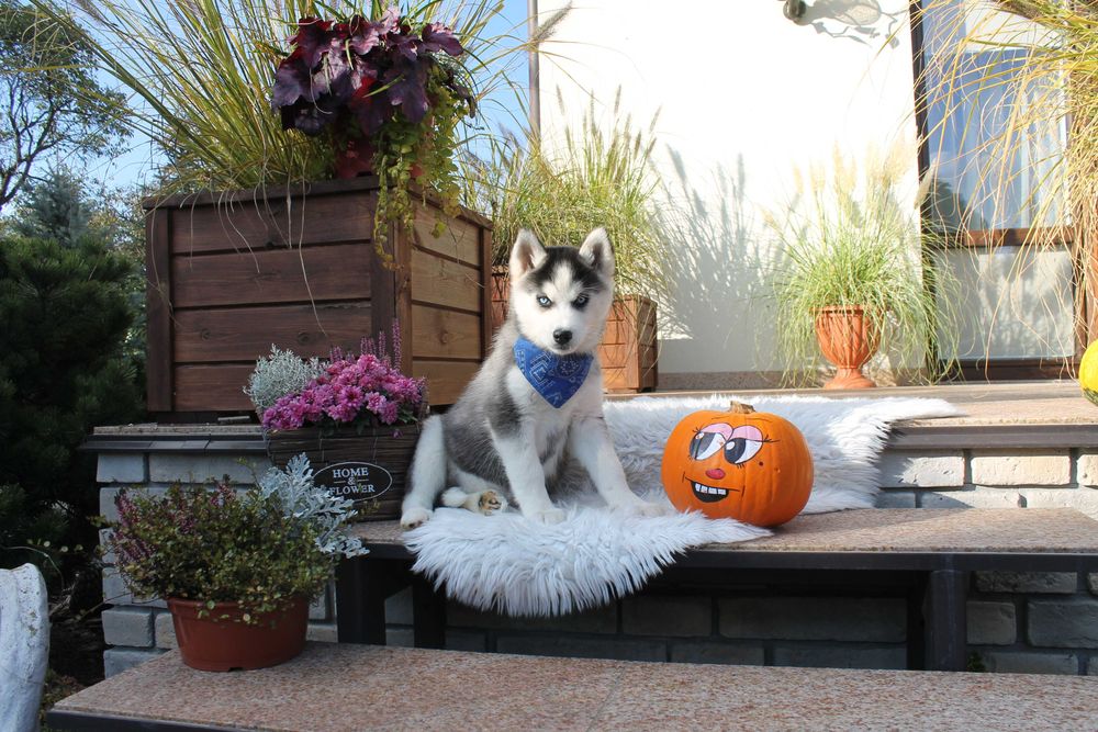 Siberian Husky-śliczna niebieskooka suczka