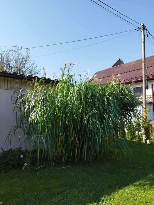 Największe Sadzonki Miskanta Olbrzymi Rhizomy Rizomy