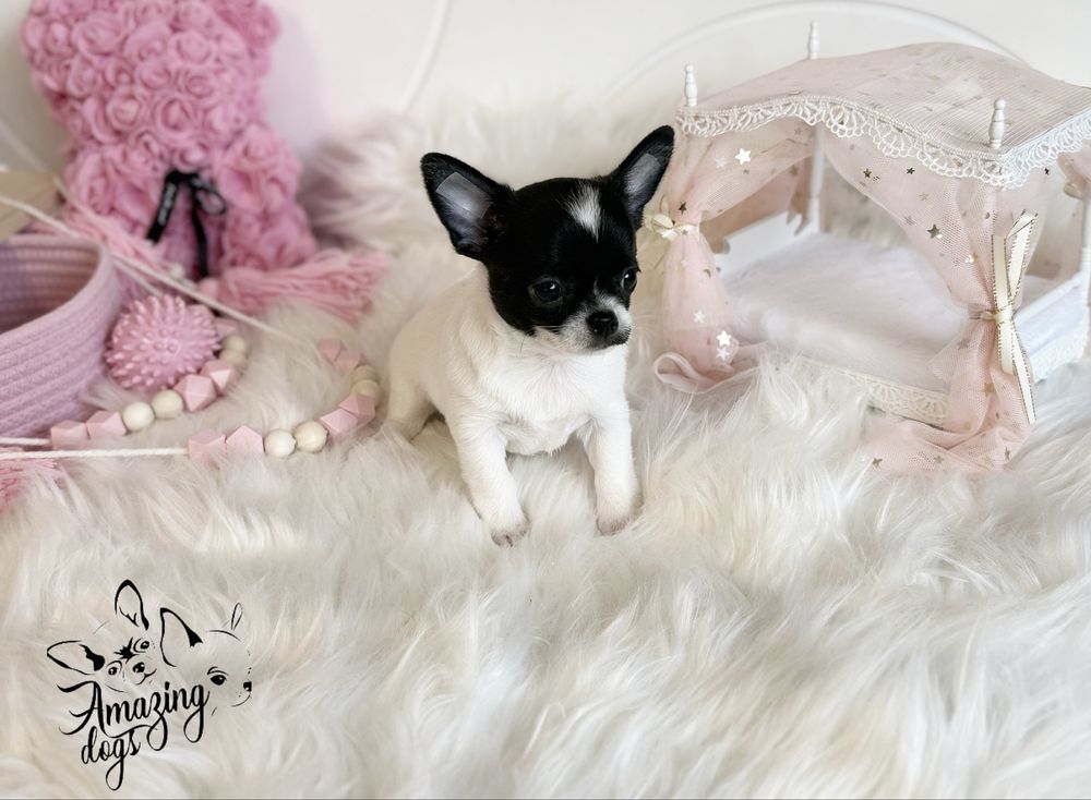 Chihuahua *** uroczy piesek krotkowlosy