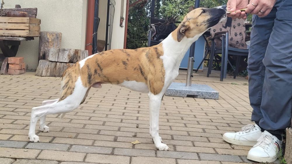 Whippet szczeniak piesek