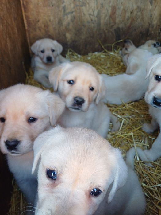 Цуценята лабрадорчики