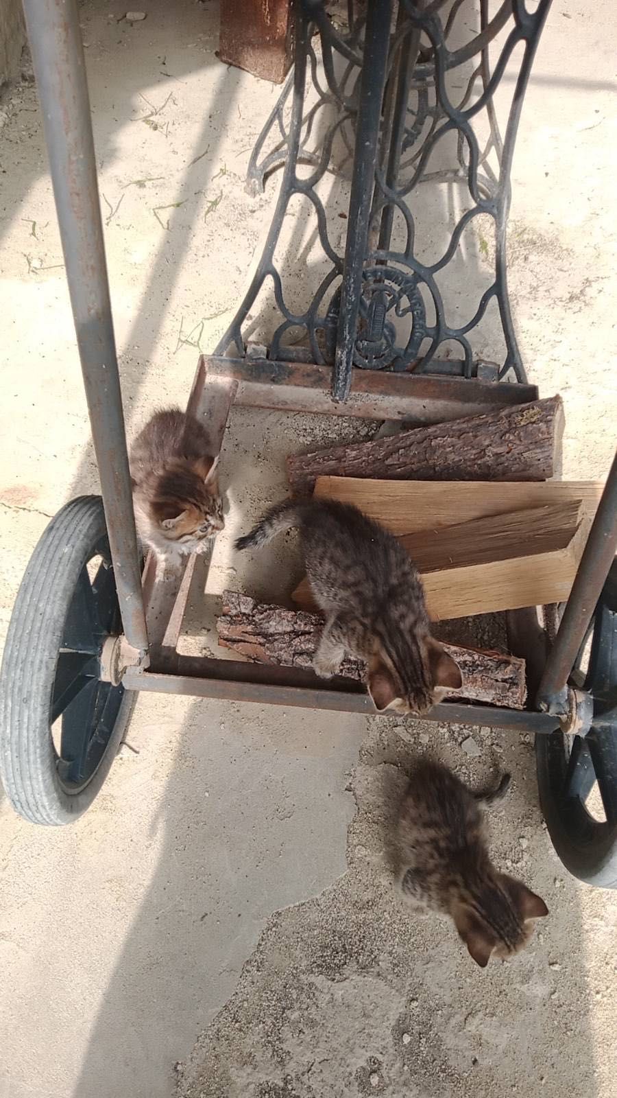 Віддамо кошенят в добрі руки.