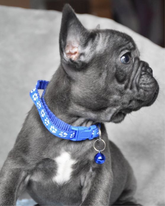 Элитный голубой французик