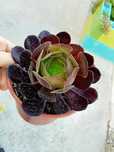 Suculenta Aeonium Arboreum