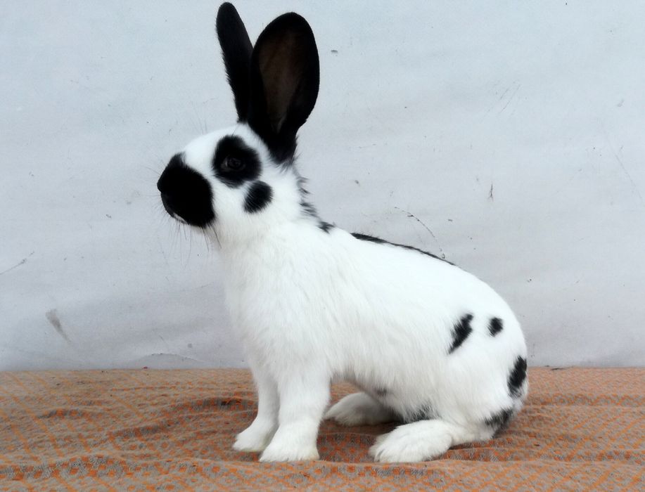 Немецкий строкач