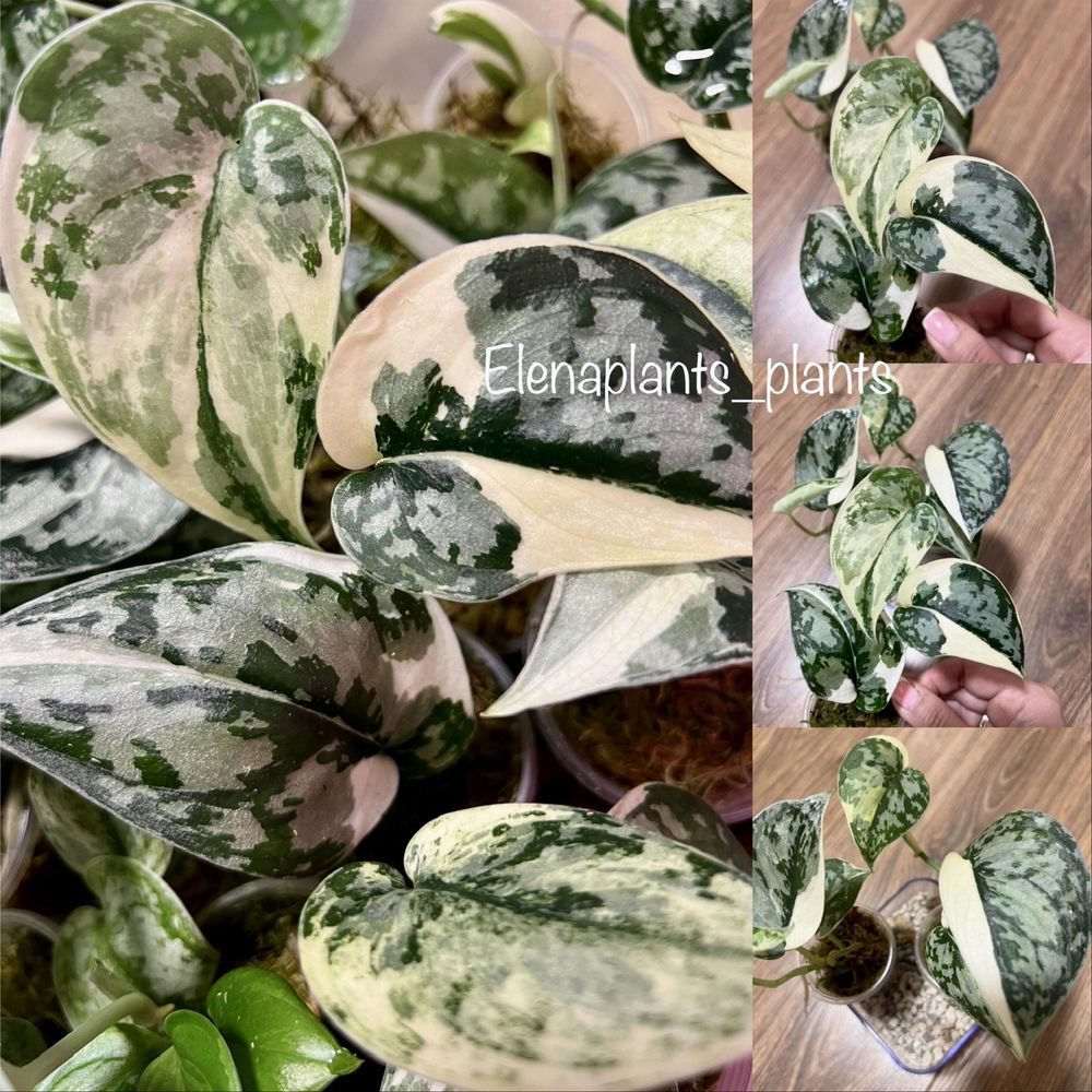 Сциндапсус Coriaceus var., Snowflake, Mayari, Jade Satin yellow