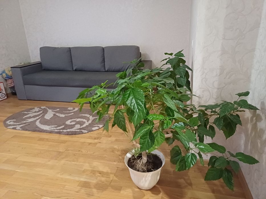 Довгострокова оренда 1-кімн квартири