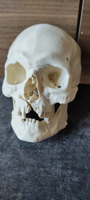 Ludzka czaszka wydruk 3d