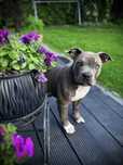 American Bully Najlepszy Samiec w miocie! Genialne pochodzenie! ABKC
