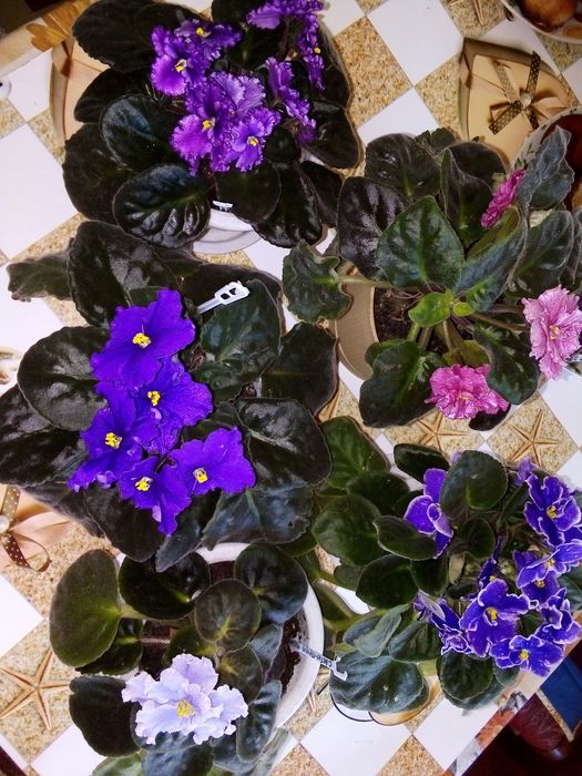 Листочки Фіалки Фунамбула