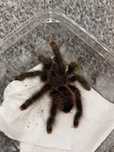 Avicularia juruensis peru purple