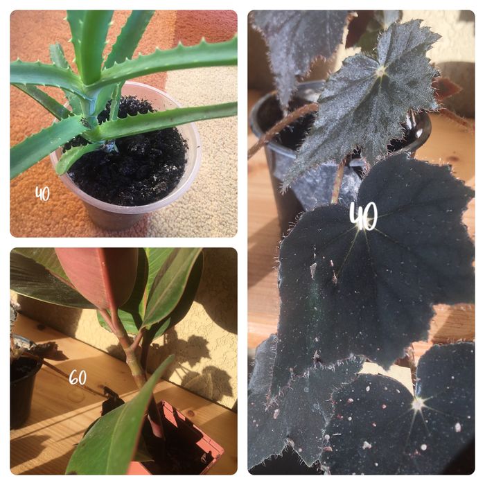 Кімнатні квіти