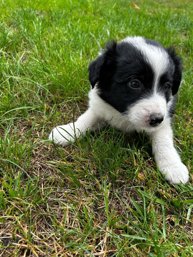 Piesek szczeniak Border Collie czarno biały