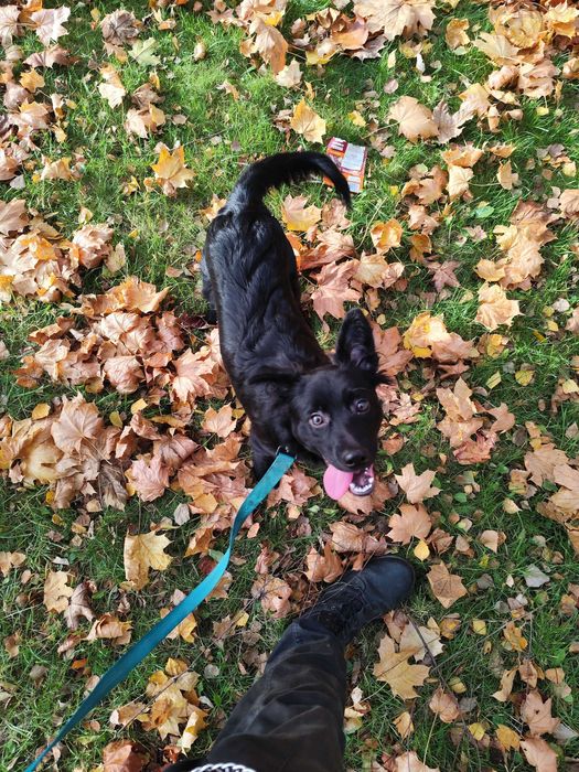 Oddam w dobre ręce psa