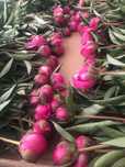 Piwonia peonia polska uprawa