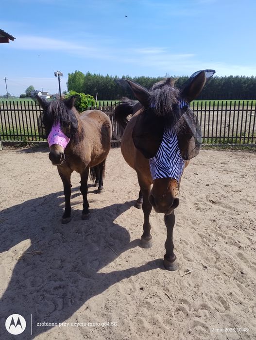 Klacz 4 lata - 120 cm/przyjęła jeźdźca