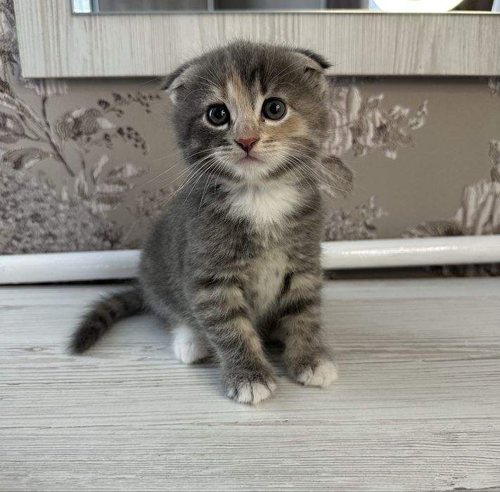 Шотландські кошенята