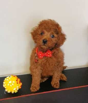 Pudel ,Pudelek Toy-Miniaturka Toffik piesek red