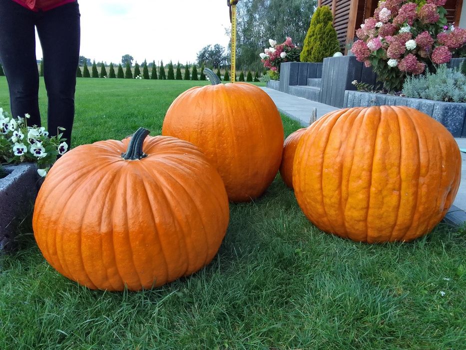 Dynia halloween, ozdobna, zielona biała. Radom, wysyłka