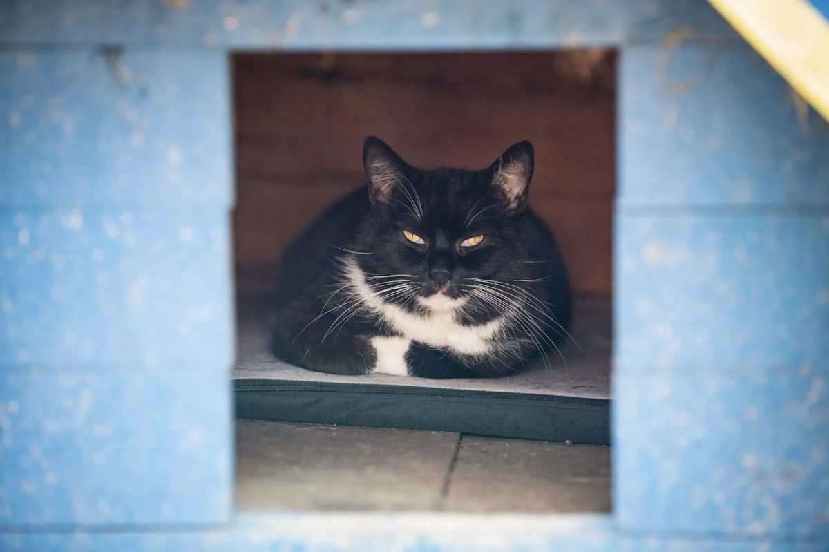 Kocurek Figo do adopcji!