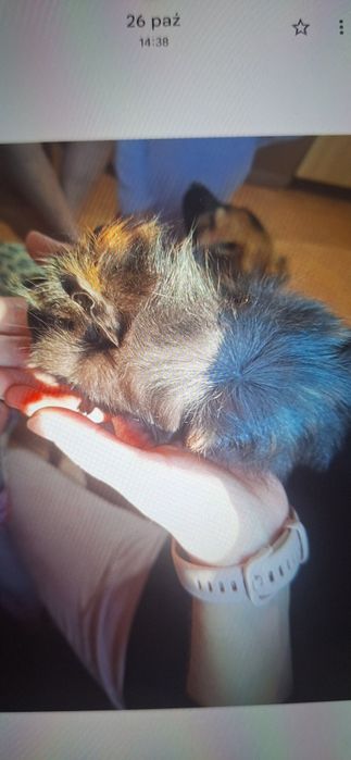 Oddam świnki morskie