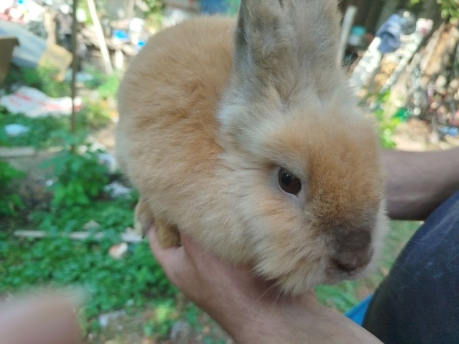 Miniatury króliczków angora, karzełek Tedy