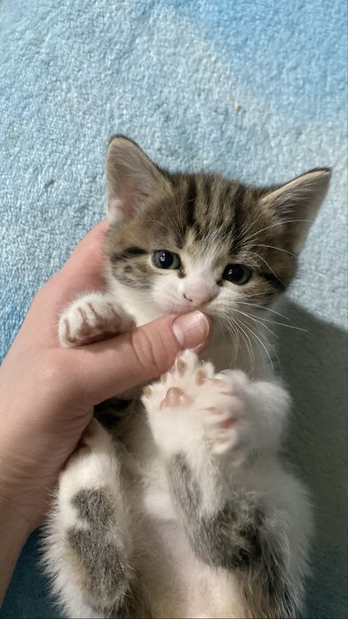 Котята очень красивые